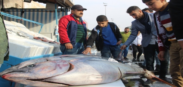 Ton Balıkları Vatandaşların İlgi Odağı Oldu