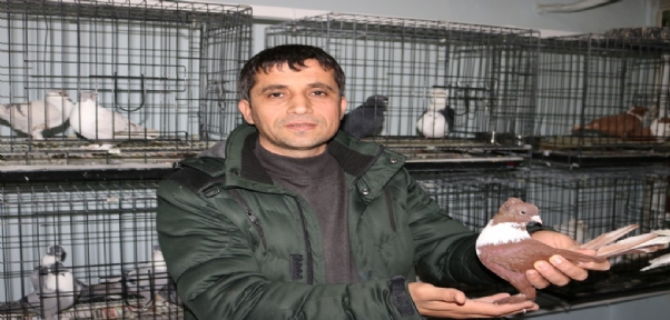Diyarbakır`da Üç Bina Güvercinler İçin Otele Çevrildi