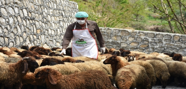 Şırnak`ta ihtiyaç sahibi ailelere 8 ton et dağıtılacak