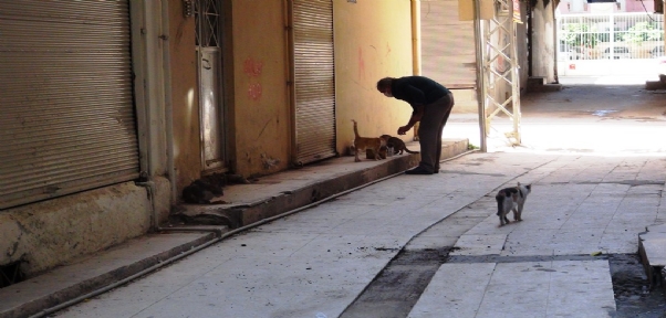 10 yıldır sahipsiz kedilere bakan esnaf sokağa çıkma kısıtlamasında da kedileri yalnız bırakmadı