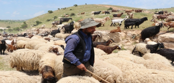 10 Bin Lira Maaşla Çalıştıracak Çoban Bulamıyorlar