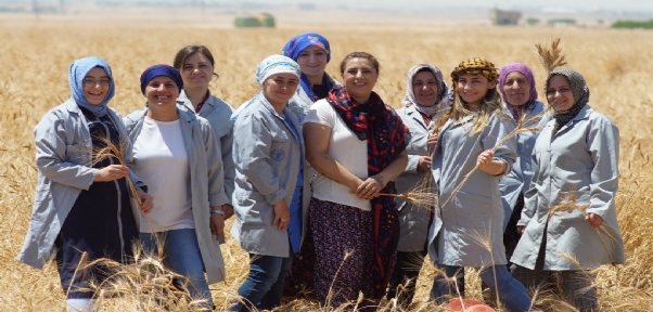 Mezopotamya`nın En Eski Buğdayı Olan `Sorgül` Hasadı Gerçekleşti