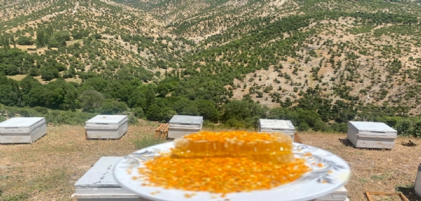 Siirt`te köylülerin yeni gelir kaynağı olan polen hasadına başlandı