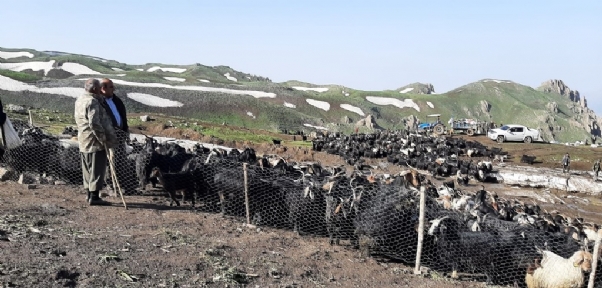 Yollar Açıldı Çiftçiler Yaylaya Akın Etti