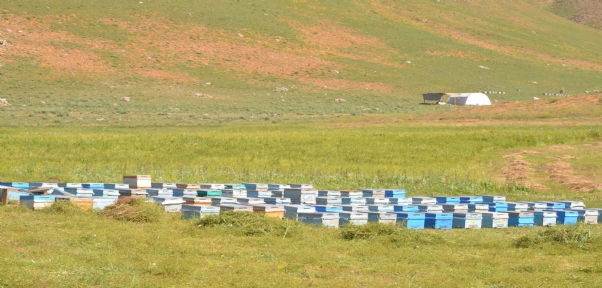 Şırnak yaylaları arıcılarla doldu