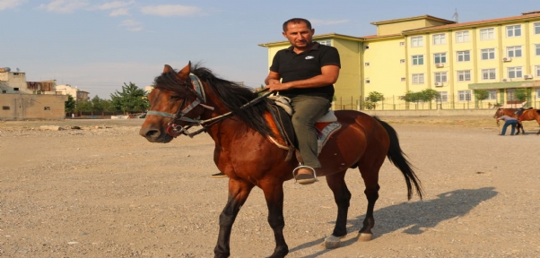 Siirt`te yetiştirilen rahvan atları sıfır araba fiyatına satılıyor