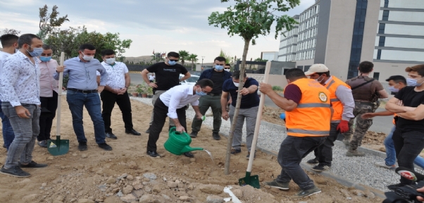 Cizre`de 15 Temmuz Şehitler Anısına Fidan Toprakla Buluştu