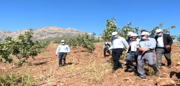 Şırnak`taki Gabar Dağı`nda Antep Fıstığı Hasadı