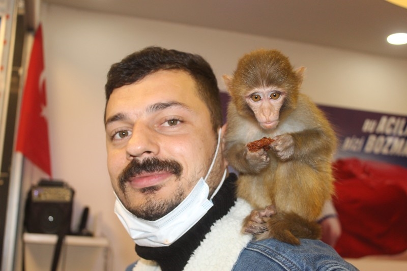 Bu maymun acı çiğköfte seviyor