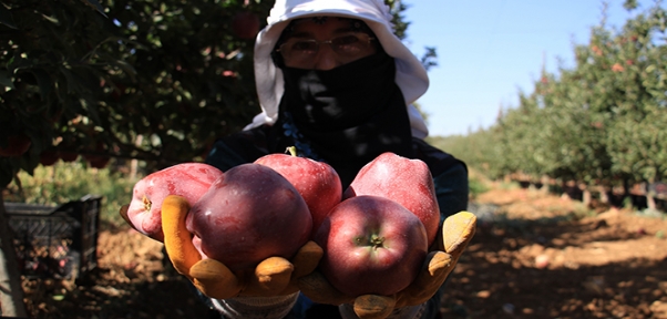 Elazığ`da Kırmızı Elma Hasadı Başladı