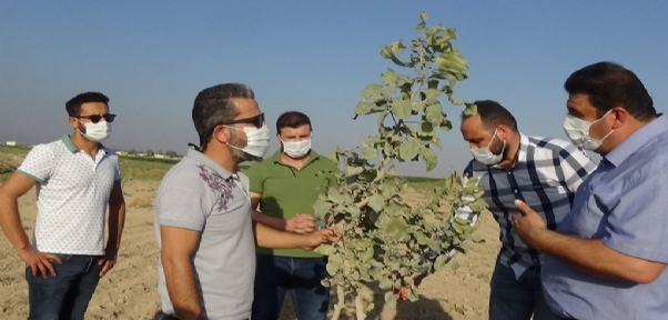 Mardin`de fıstık üretimine rağbet artıyor