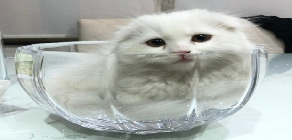 `Ayı`yı bulana ödül