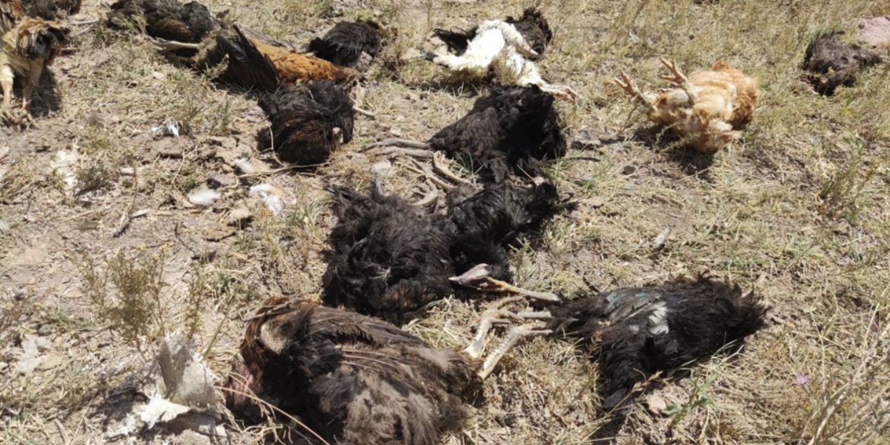 Başıboş köpekler 50 tavuğu telef etti