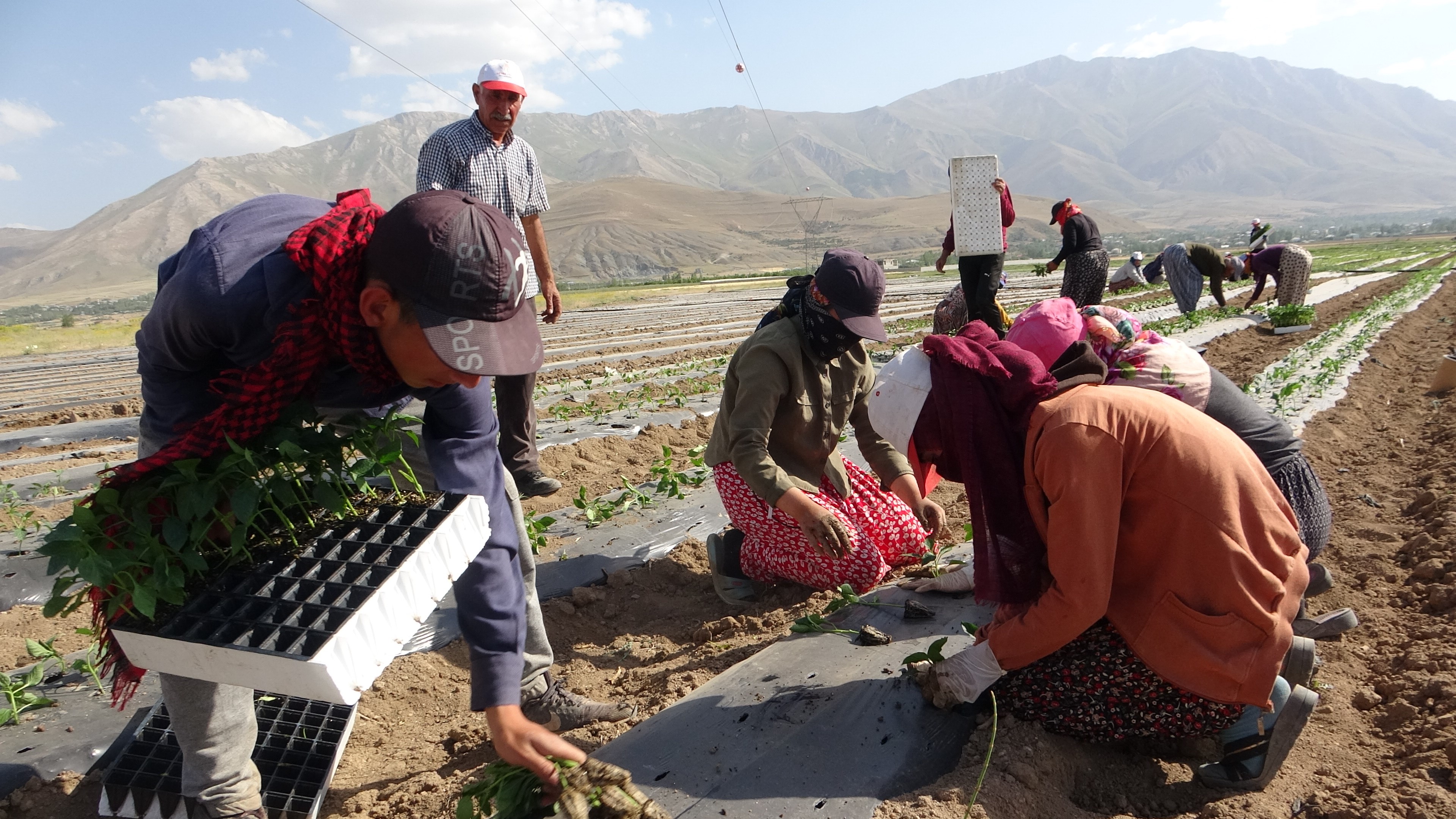 mevsimlik tarım işçileri bunaltıcı sıcaklara rağmen tarlalarda çalışmayı sürdürüyor