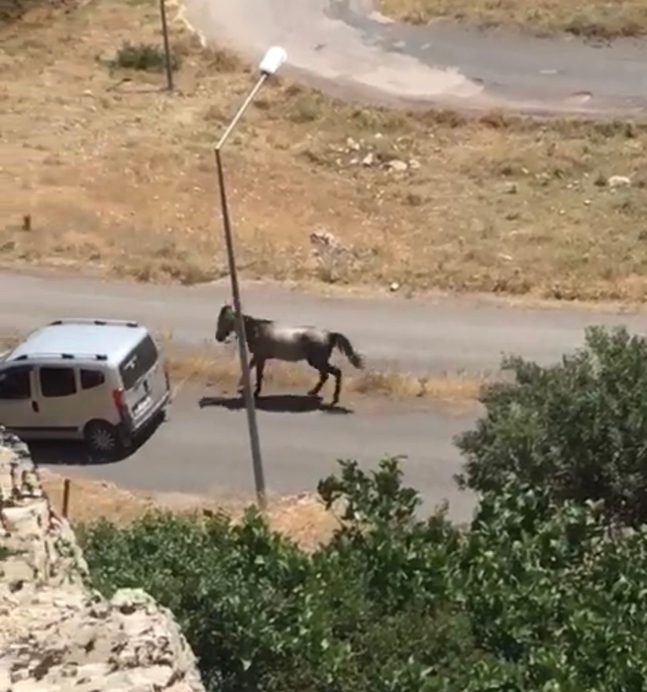 Atı aracın arkasına bağlayıp koşturdu