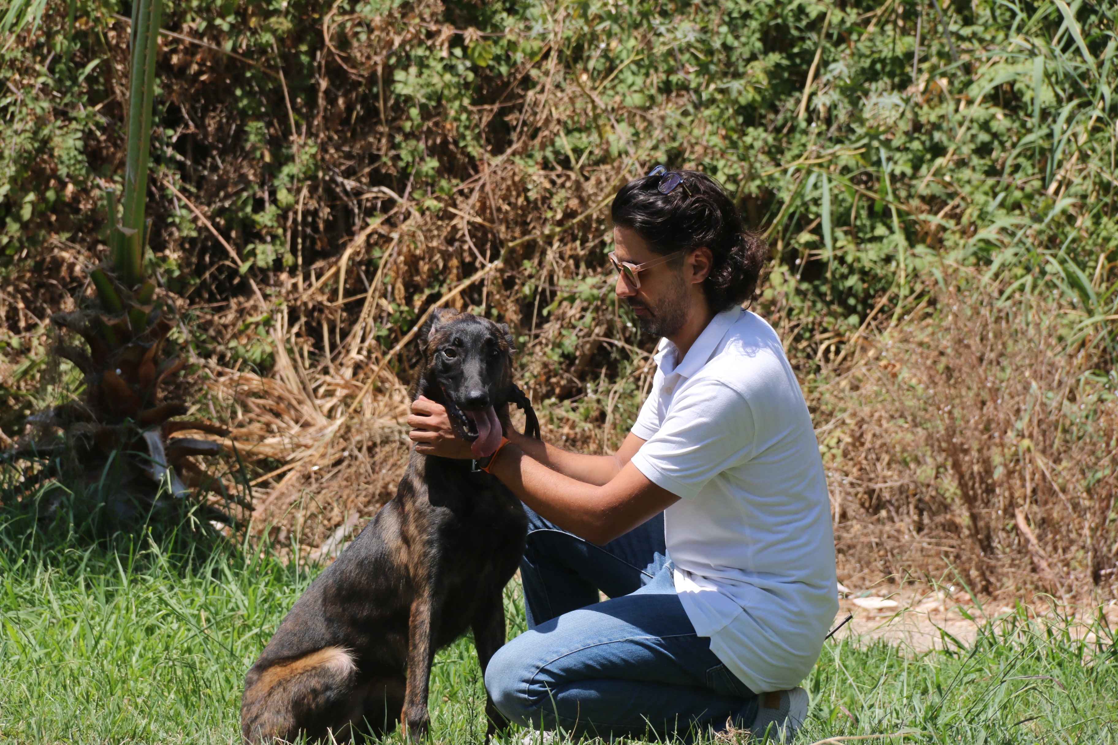 Türkiye'de nadir bulunup barınaktan kaçan Dutch Shepherd cinsi köpek için seferber oldular