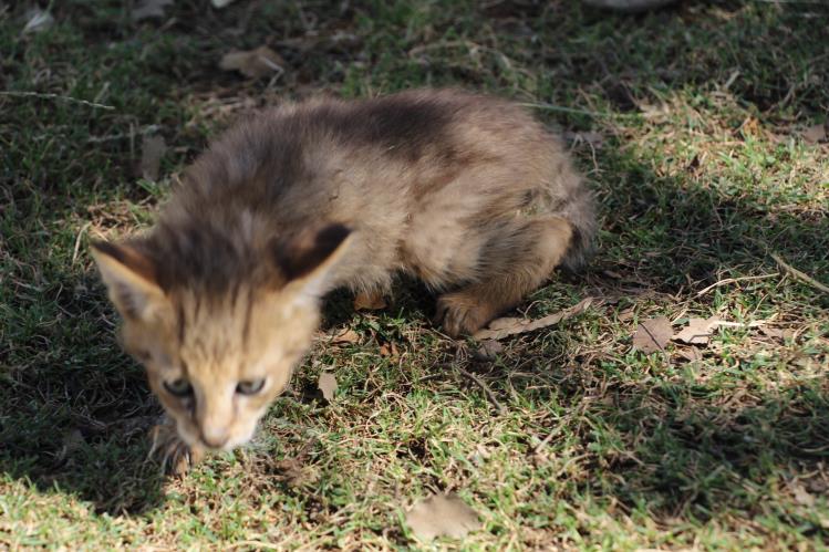 Soyu Tehlike Altındaki Saz Kedisi, Şırnak’ta Bulundu