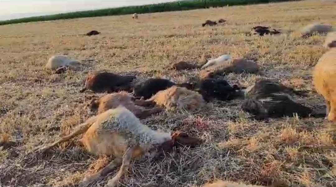 Suya karışan zirai ilaç 85 hayvanın telef olmasına neden oldu