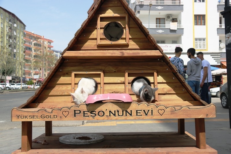 YARALI SOKAK KEDİSİ ‘PEŞO’YU SAHİPLENDİ, ONA 5 BİN LİRA DEĞERİNDE DUBLEKS EV YAPTI