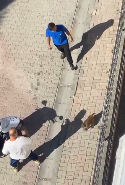 Maymun dehşeti