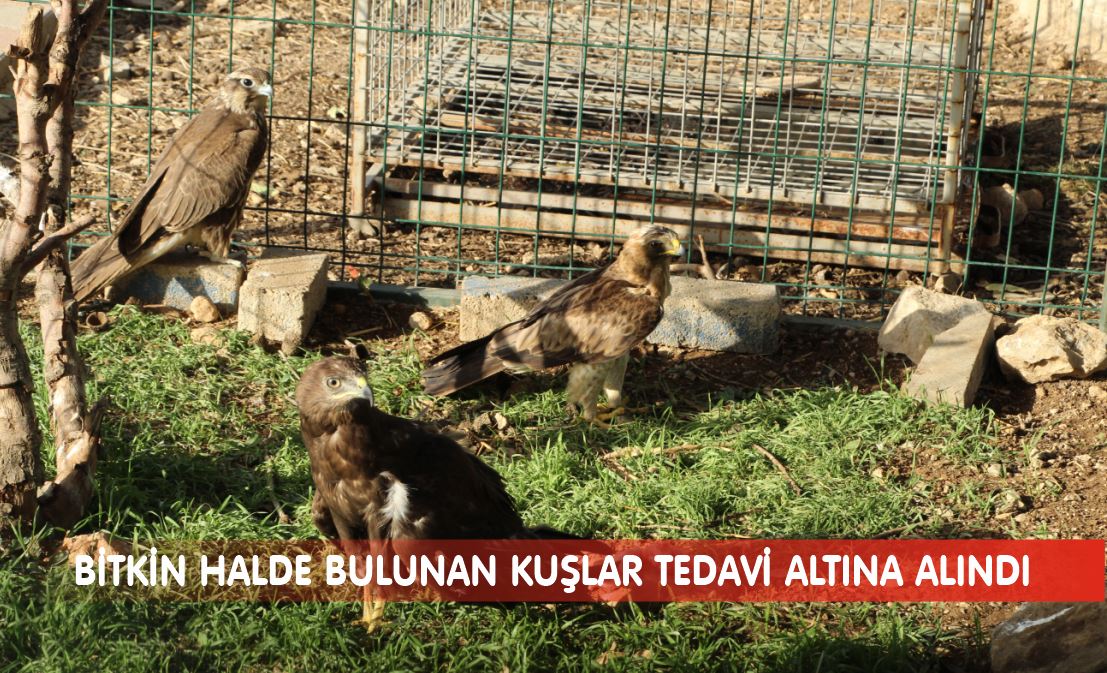 BİTKİN HALDE BULUNAN KUŞLAR TEDAVİ ALTINA ALINDI