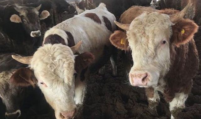 Tarım ve Orman Bakanlığından yöresel hayvancılık projelerine hibe desteği