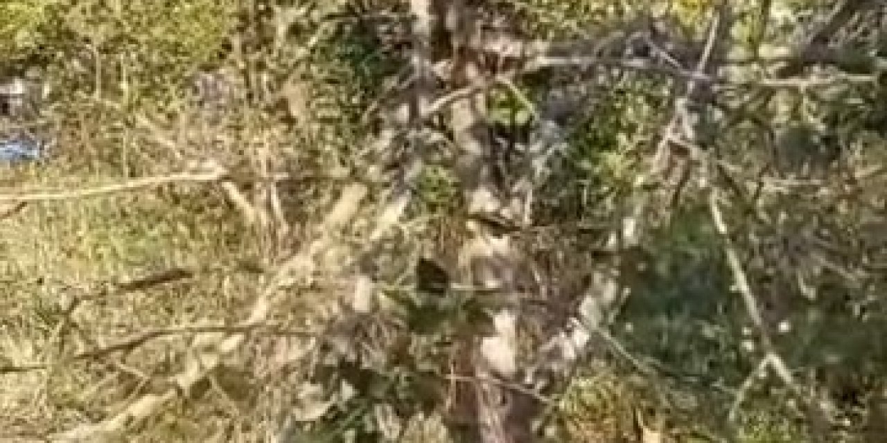 Köye inen ayı, ağaçları kırıp elmaları yedi
