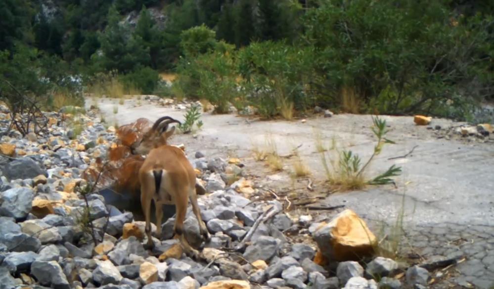 Antalya’da yaban keçi ailesi su içerken fotokapanla görüntülendi