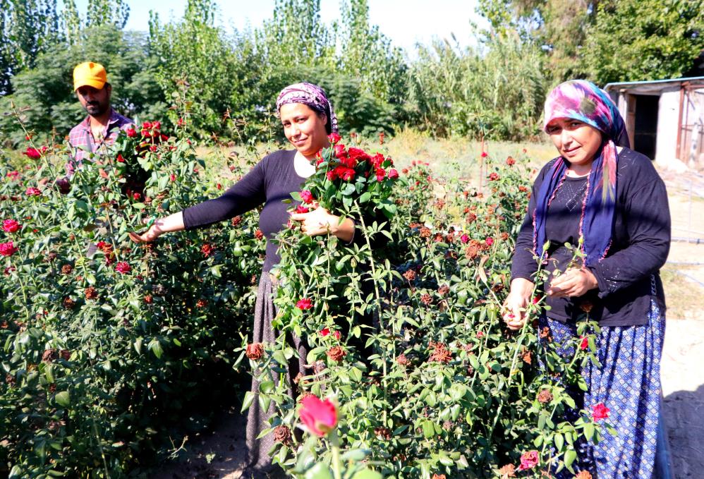 ‘Gül Serası, 50 kişi’ye istihdam sağlıyor