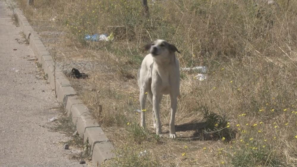 Başıboş köpekler mahallelinin Korkulu Rüyası oldu