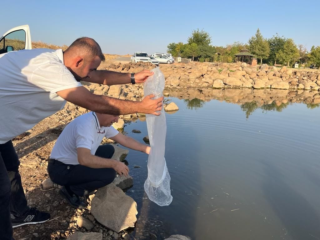İdil’de 84.000 sazan balığı yavrusu Gölete bırakıldı