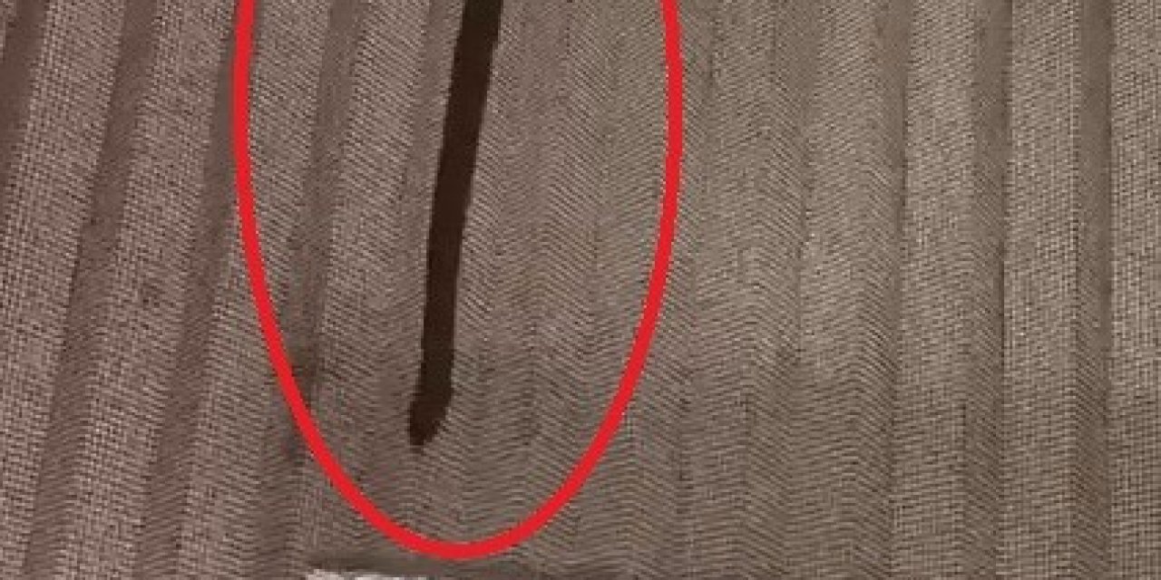 Pencereden  eve süzülen yılan panik yarattı!