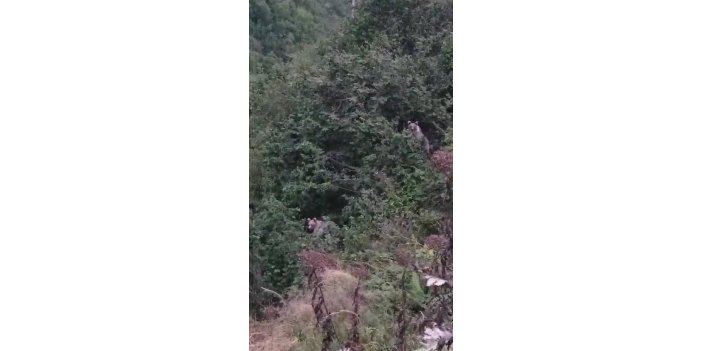2 ayının fındık keyfi kameraya yansıdı
