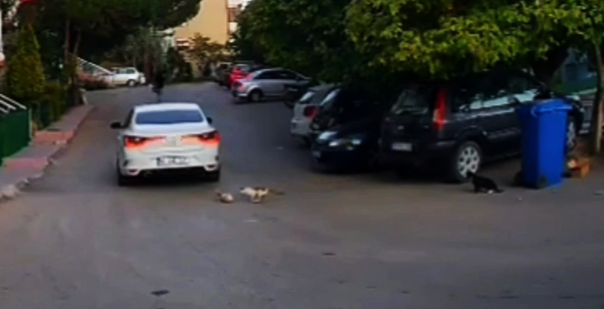Kediyi ezmenin cezası 4 bin 554 lira
