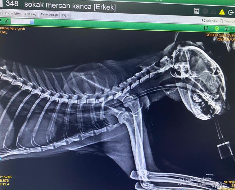 Kedinin Boğazına takılan kancalar az kala öldürüyordu