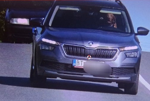 Direksiyon başındaki  köpek kameralara yakalandı