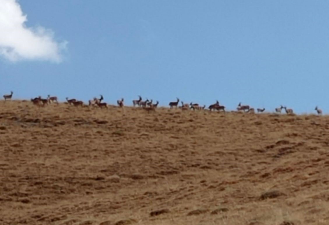 Dağ keçisi avlayan 9 kişi  yakalandı