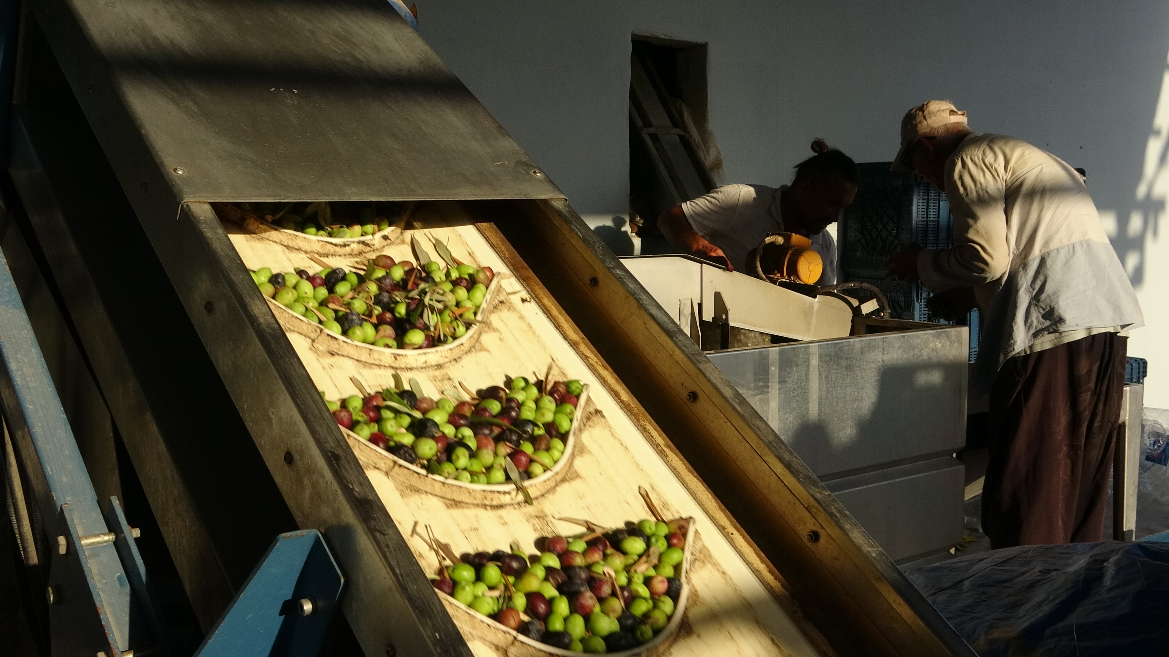 Zeytin'in Lezzete dönüştüğü yağ yolculuğu
