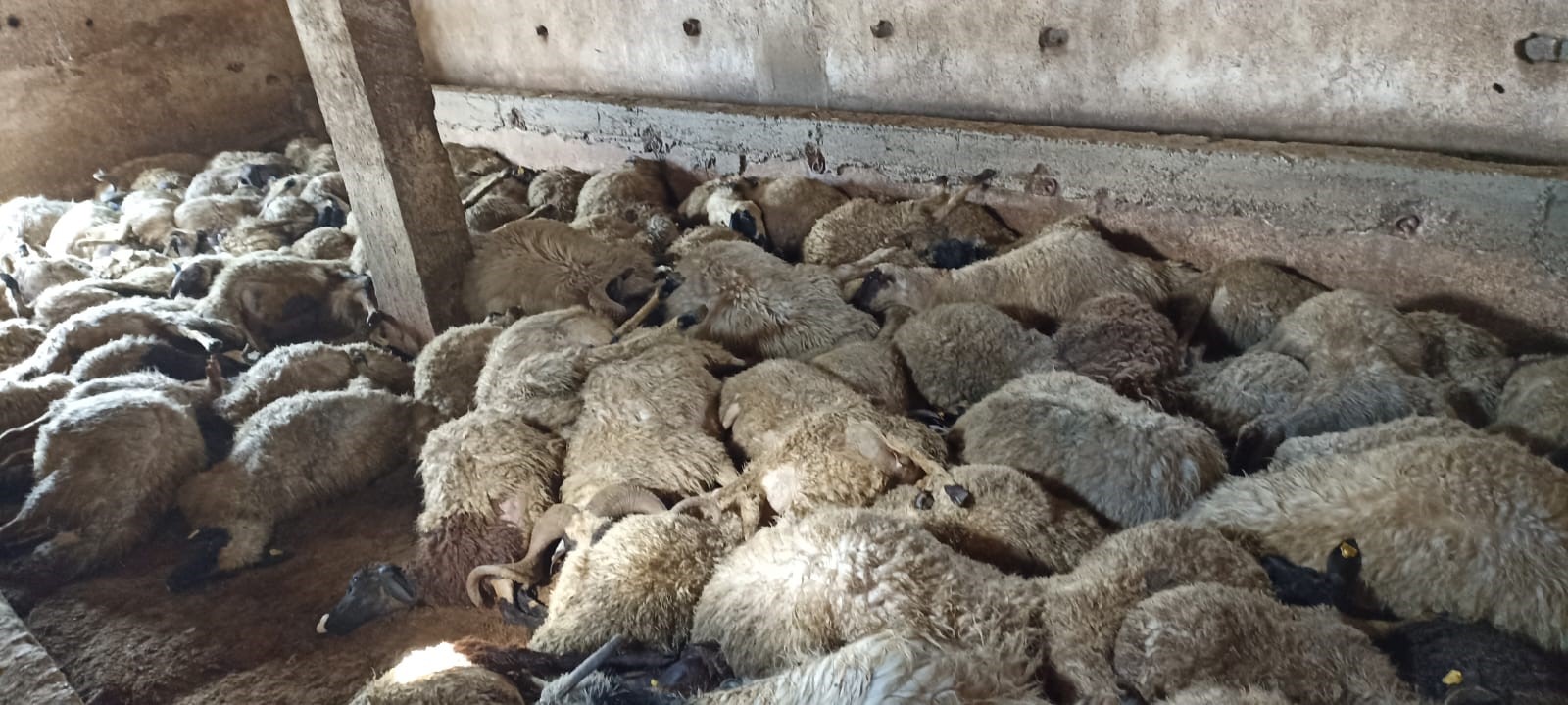 130 koyun telef olmuş halde bulundu