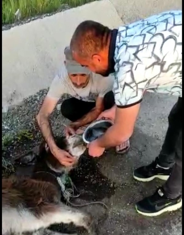 Mardinli tır şoförü, veteriner akrabasını görüntülü arayarak doğum yaptırdığı eşeğin hayatını kurtardı