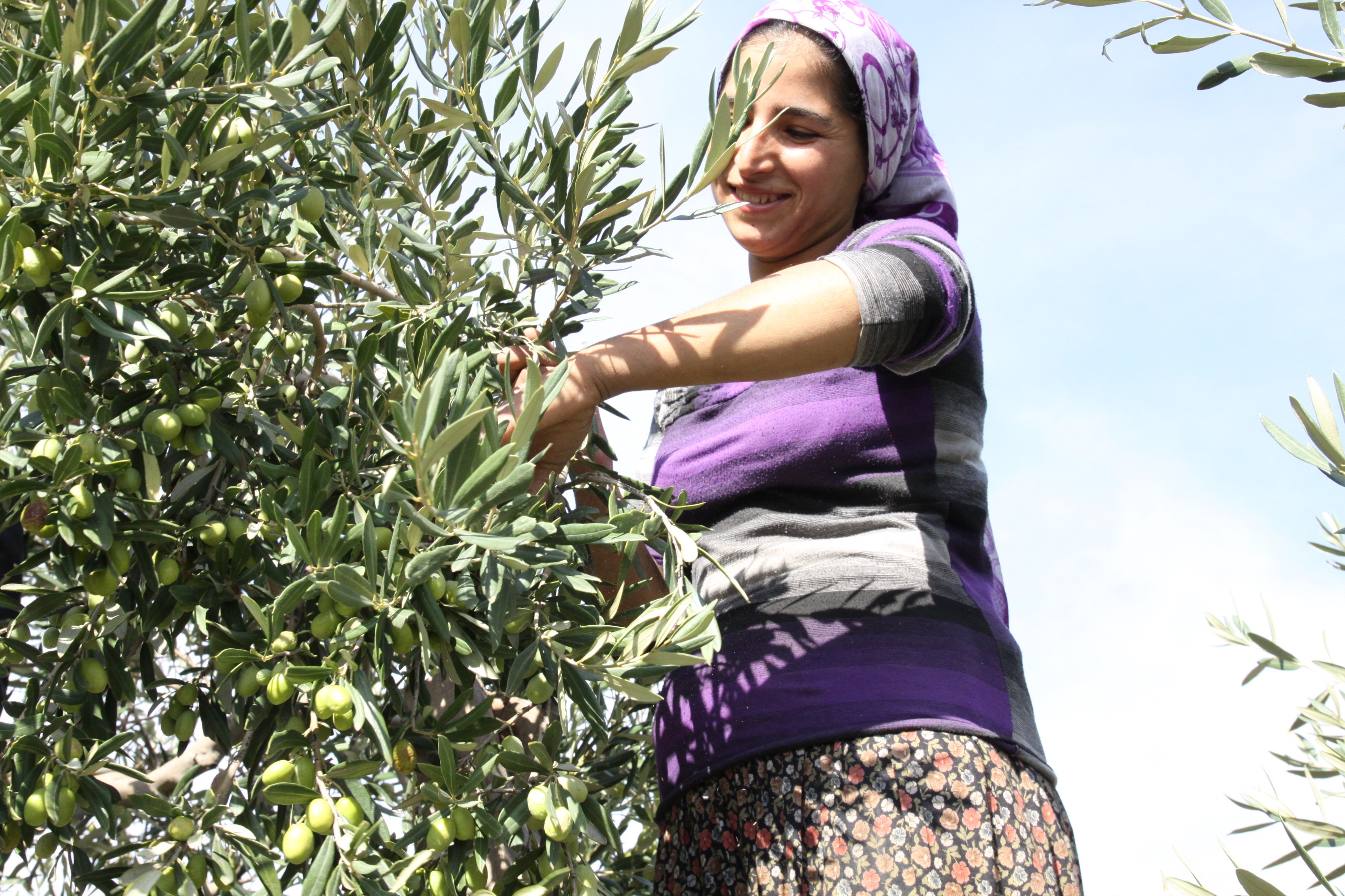 Zeytin İhracatı 100 Ton'u aştı