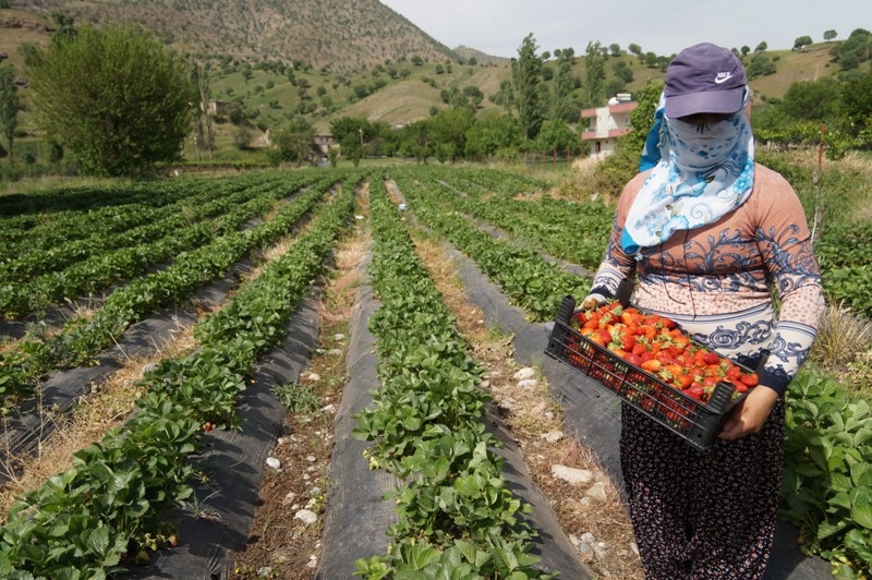 Sason çileği yurt dışı pazarına açıldı