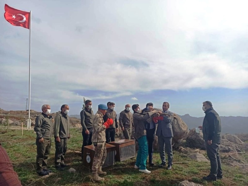 Üç aylık tedavilerinin ardından iyileşen 2 kızıl şahin doğaya salındı
