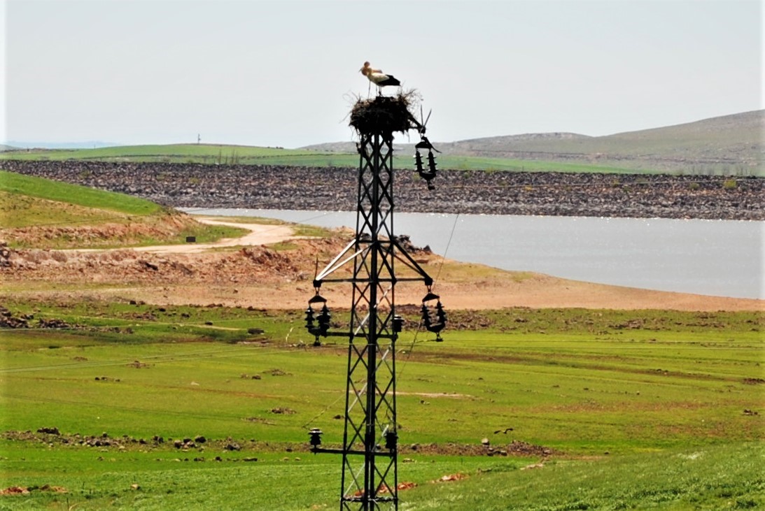 Göçmen kuşları Dicle Vadisini mesken tuttu