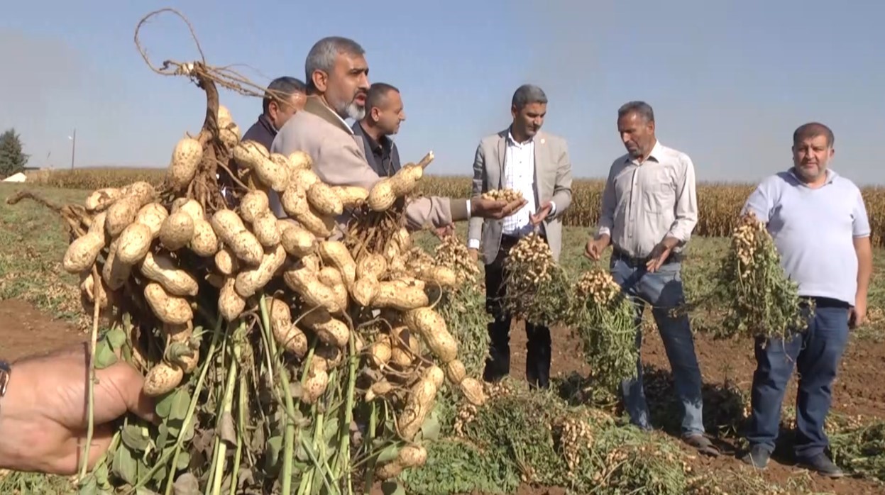 Yer Fıstığı hasadı başladı,topraktan bereket fışkırdı