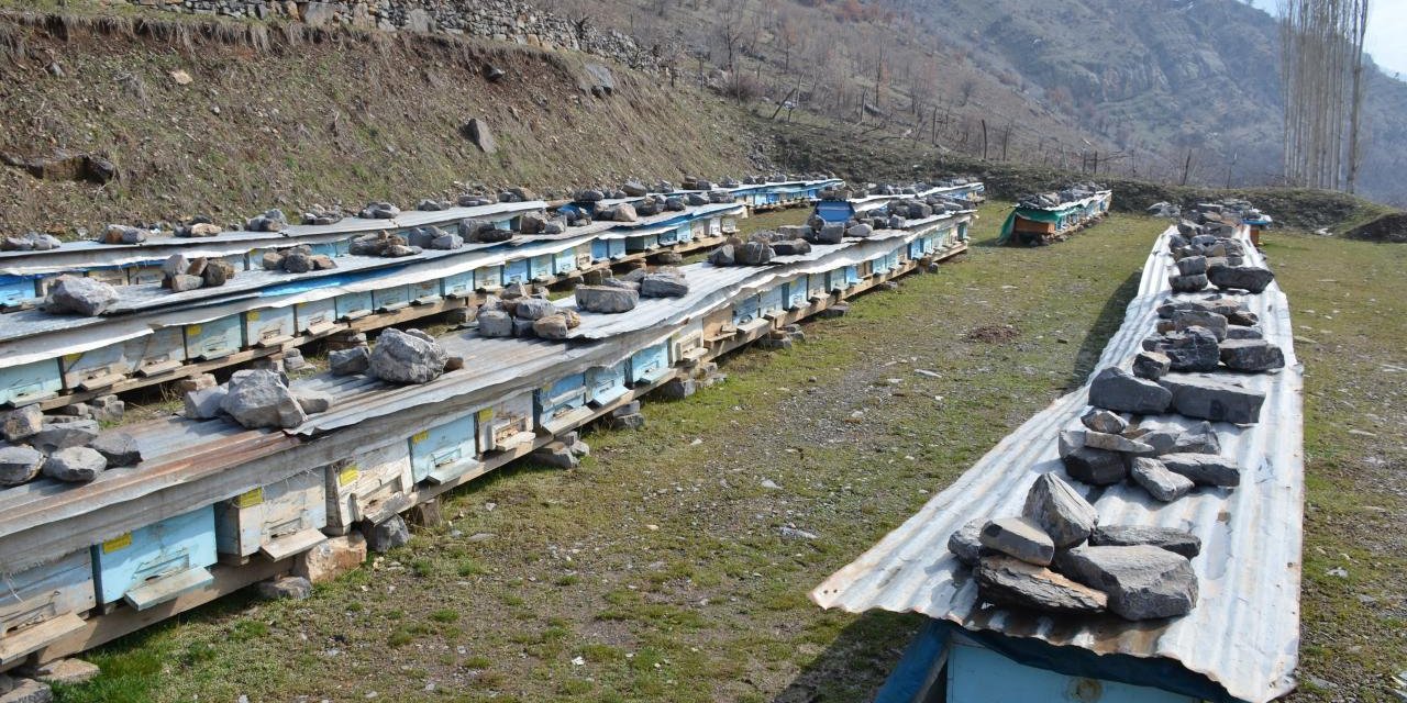 Kış Uykusuna Yatan Bal Arıları İçin yapılması gerekenler Nelerdir