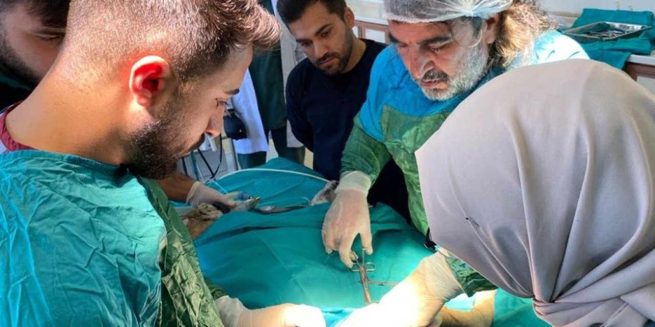 Yaralı vaşak, başarılı ameliyatla sağlığına kavuştu