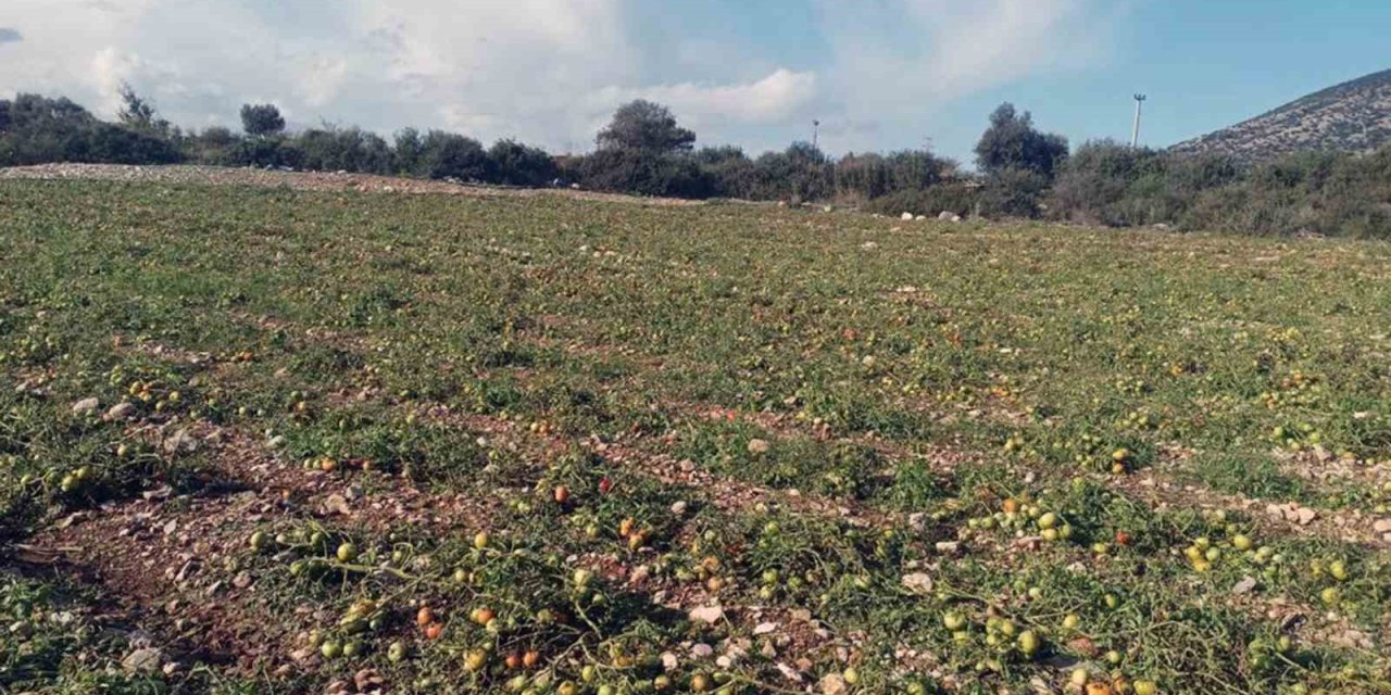 Muğla Datça'da zarar büyük oldu - Henüz daha güz hasadı yapılmamıştı