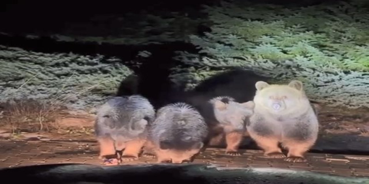 Türkiye'nin Uyuyamayan Tek Ailesi