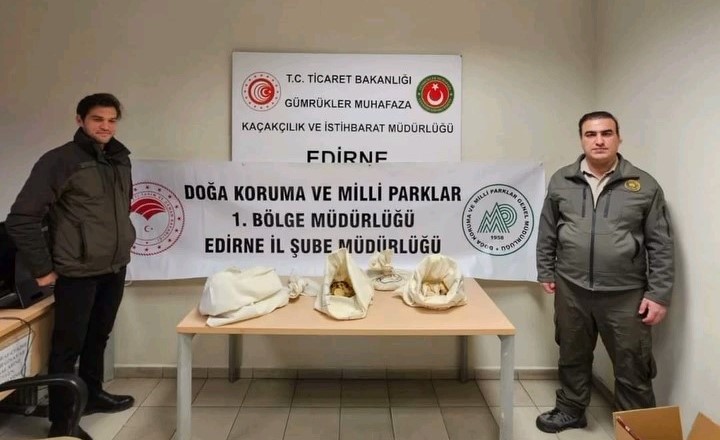 33 Pitonu Kaçak Yollarla ülkeye getirdi 26 Bin TL Ceza yedi